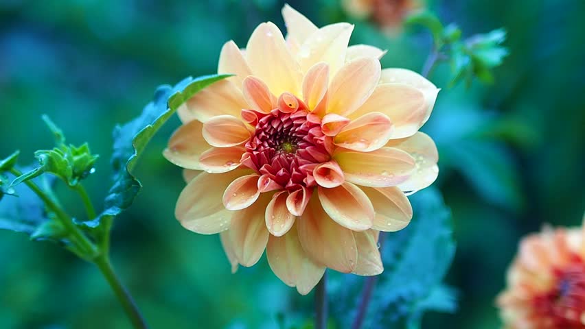 Close-up of a vibrant peach and orange dahlia flower with raindrops, blooming in a lush green garden.