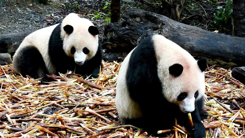 Two giant pandas sitting together eating bamboo shoots outdoors.