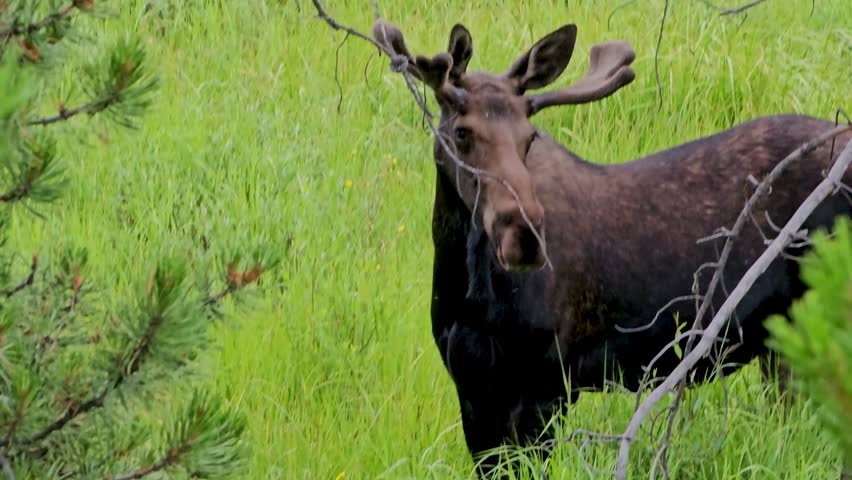A bull moose with velvet antlers standing in a grassy field.