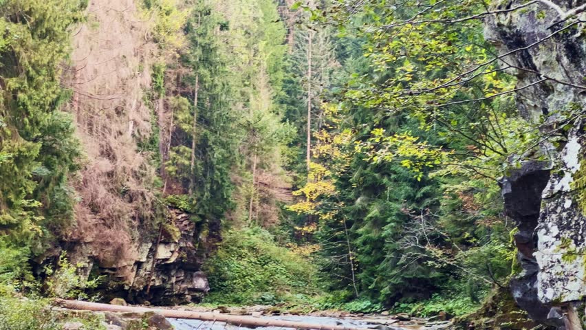 Small mountain river with banks overgrown with forest in autumn overcast day, view while vertical panning
