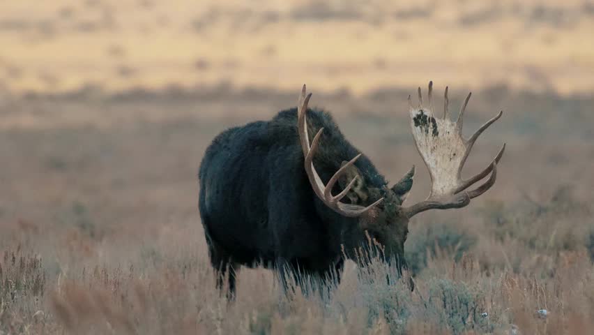 A massive bull moose with large rack antlers walking in grassland.