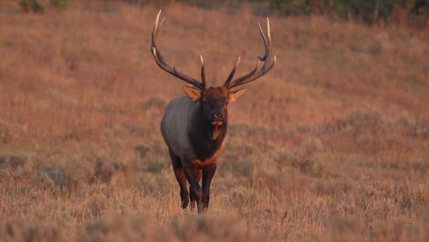 A large bull elk with majestic antlers walking forward through a grassland bathed in golden warm light.