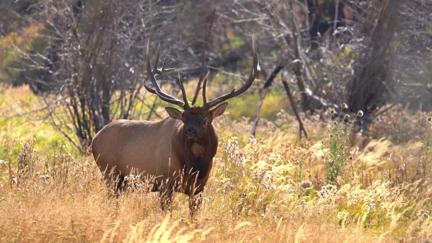 A large bull elk with majestic antlers standing in a field of dry, tall grass and autumn flora.