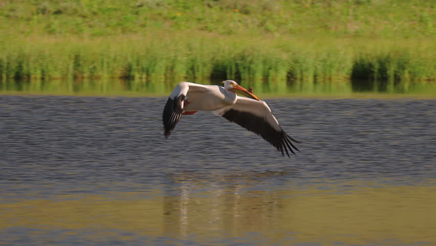 American White Pelican Flying Over The Lake. - tracking shot