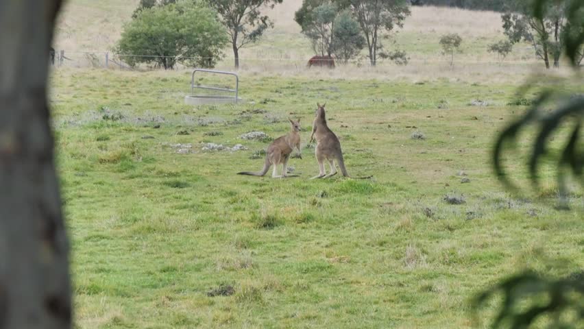 Kangaroos fighting in a field