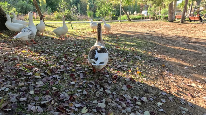 Friendly geese strolling in a green park