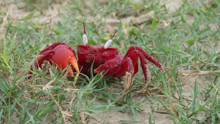 Bright Red Crab on Sandy Surface with Green Grass