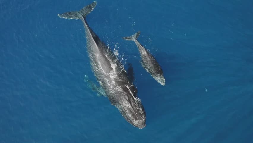 Aerial view of a large adult whale swimming beside its smaller calf in clear deep blue ocean water