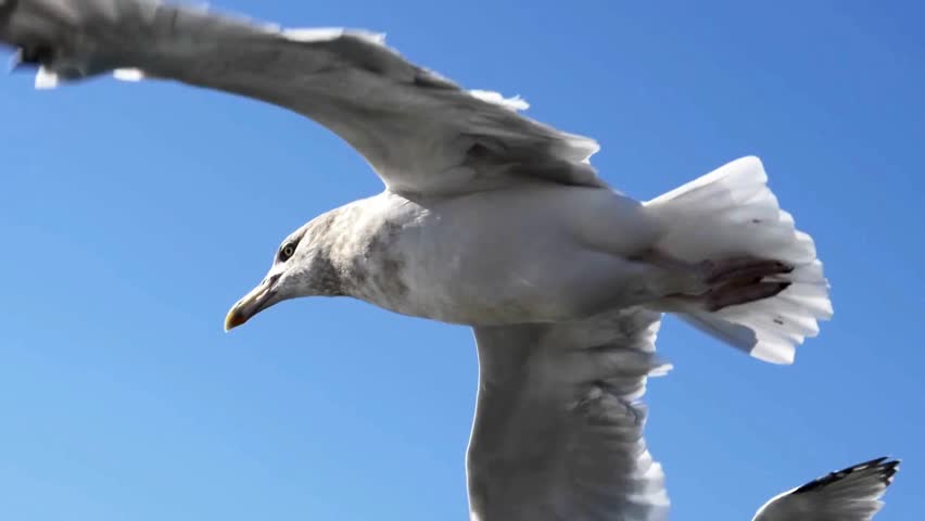 Two wild seagulls fly together side-by-side in a bright blue clear sky with wings spread in full motion