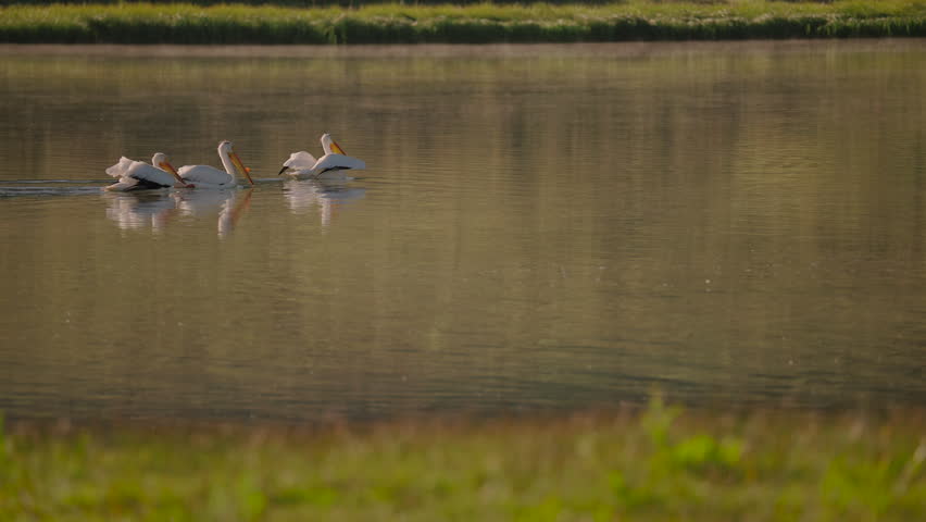 American White Pelicans Taking Off From The Mountain Lake. - wide shot