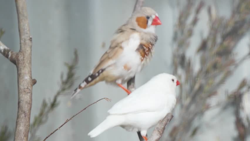 Small flock of birds sitting on branches