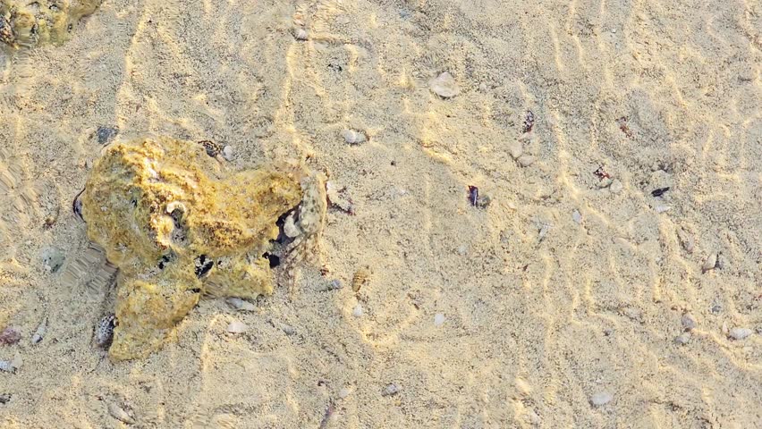 Fossilized sea sponges phylum Porifera, present as rock-like specimens with distinctive porous structure and a sac-like body, Some species have heavily calcified skeletons that form layered structures