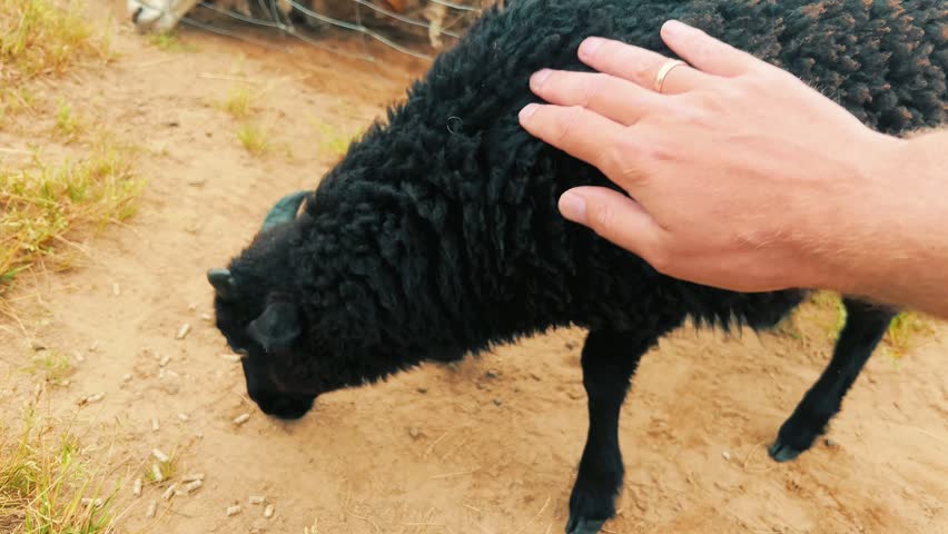 Person stroking a young black horned sheep while it grazes on the ground. Useful for agritourism, animal care, eco-farming, and livestock management content.