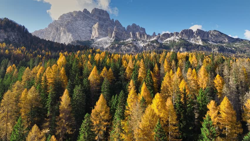 Autumn larch forest in Dolomites with golden trees and rocky mountains, aerial view of fall alpine landscape under blue sky. Golden fall larch forest against majestic Dolomites mountain peaks