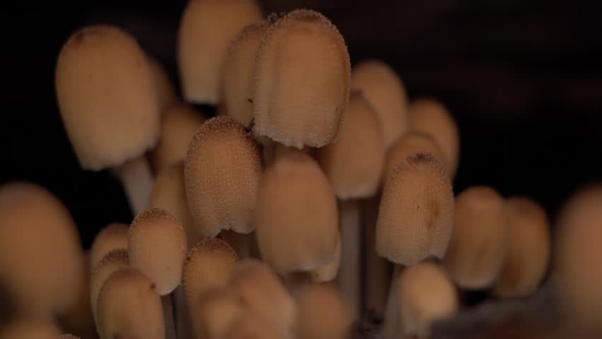 Glistening Inkcap Mushrooms Growing inside Dark Hollow Tree in Forest

Macro shot of Coprinellus micaceus mushrooms with mica particles growing in a cluster inside a dark hollow trunk on a overcast day.