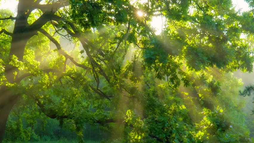 Sunbeams shine through green oak tree leaves in foggy morning forest, sun rays illuminate lush branches in summer nature. Morning sun rays breaking through dense oak tree foliage in misty park