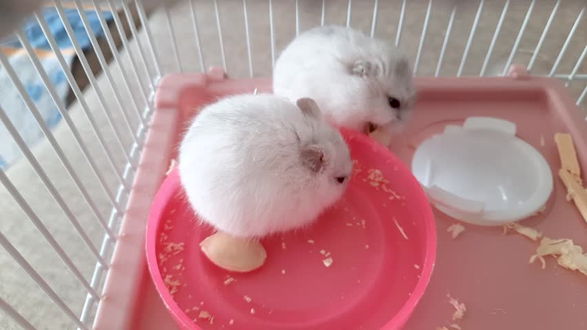 Two fluffy white dwarf hamsters sit in a cage and eat from a pink bowl.