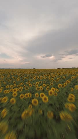 Fast vertical FPV drone flight skimming over sunflower field in Sofia, Bulgaria.