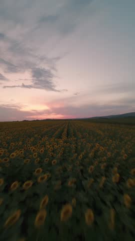 Vertical FPV drone flight turning from rural road into sunflower field in Sofia, Bulgaria.