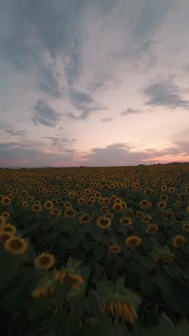 Fast vertical FPV drone flight over sunflower field at sunset in Sofia, Bulgaria.
