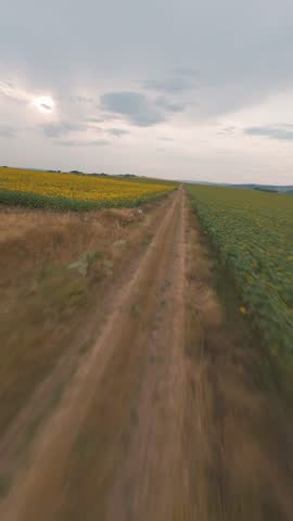 Vertical FPV drone flight turning from dirt road into sunflower field in Sofia, Bulgaria.