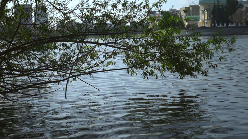 Willow branches arching over rippling river beside urban riverbank under soft daylight with fresh green leaves casting delicate shadows across moving water and calm waterfront scenery