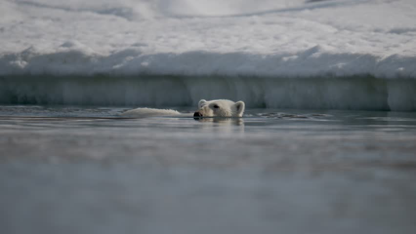 Polar bear swimming by icebergs in the Arctic water in the summer in Svalbard, Norway.