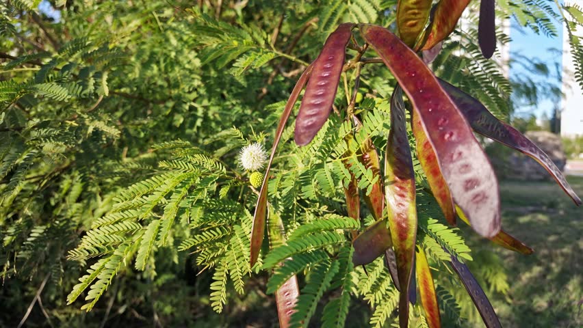 Close-up of dark red leucaena seed pods hanging among feathery green leaves in bright sunlight.