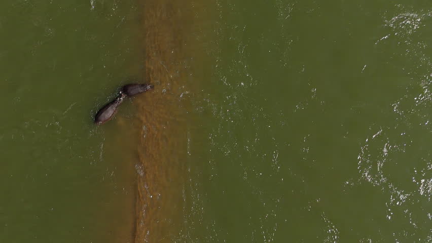 Two hippos lie on slim sandbank as green river water rushes past. Top drone view