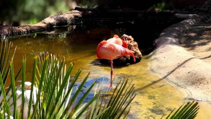 American Flamingo Resting on One Leg in Water Pond