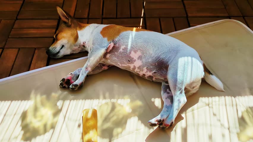 Jack Russell Terrier sleeps on a balcony mat in warm sunlight with striped shadows and a chew bone nearby.