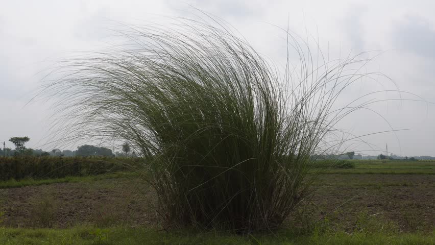 Clump of Tall Green Grass in Open Field under Cloudy Sky