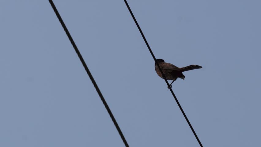 Small Bird Perched on Wire Against Clear Blue Sky