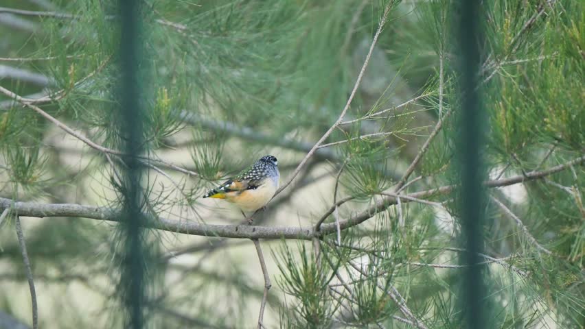 Spotted bird on a branch