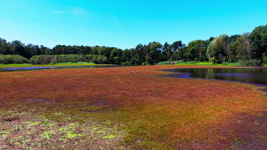 Aerial orbit around white storks standing on red algae-covered mudflat in a partially dried lake surrounded by forest on a sunny day