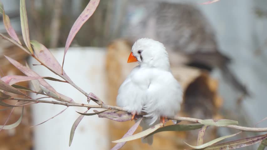 Small bird sitting on a branch