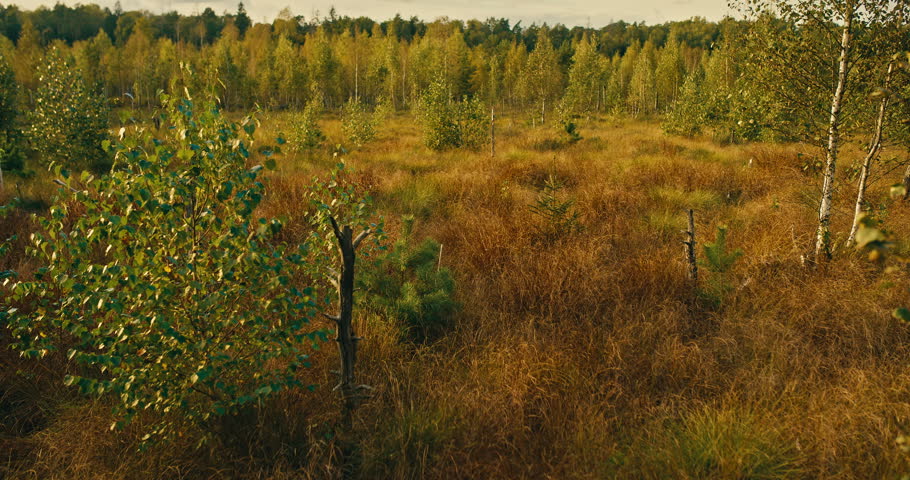 Natural autumn wetland landscape with golden grasses, young birch trees, and open marsh vegetation under daylight. Peaceful countryside habitat with seasonal foliage and wild vegetation.