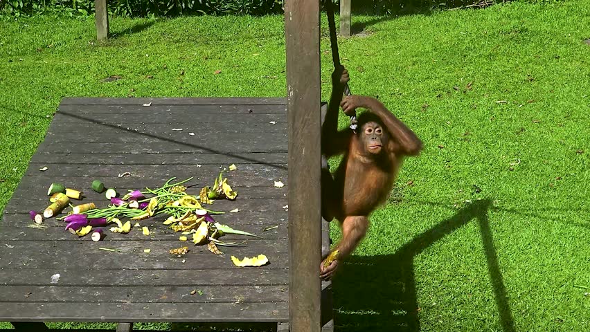 Young orangutan, orange and brown monkey playfully climbing and swinging on ropes and wooden elements in a wildlife rescue and rehabilitation sanctuary surrounded by tropical rainforest and green grass in Indonesia, Borneo