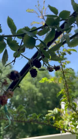 Woman hand picking blackberries in a backyard garden 