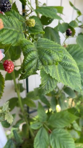 Woman hand picking blackberries in a backyard garden 