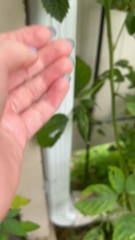 Woman hand picking blackberries in a backyard garden 
