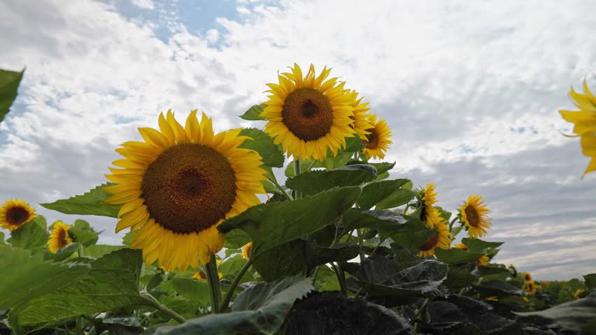 field of sunflowers with cloudy sky 