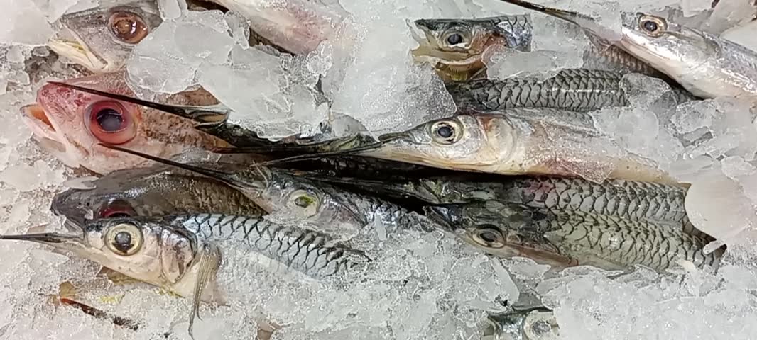 4K video footage of fresh garfish also known as needlefish on ice at a seafood market. Raw fish with long beaks for cooking, restaurant and healthy food concept. Fresh seafood, protein and nutrition.