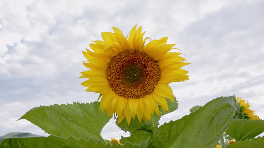 field of sunflowers with cloudy sky 