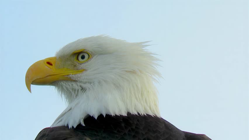 Close-up portrait of a bald eagle