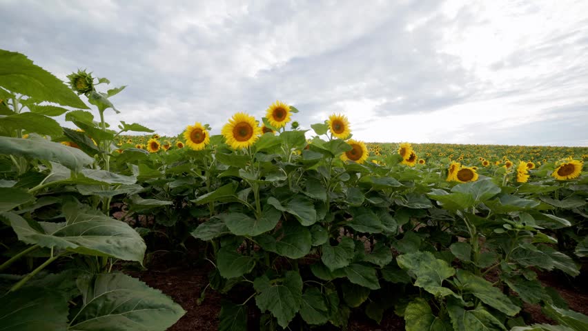 field of sunflowers with cloudy sky 