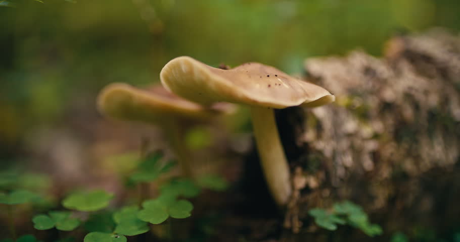 Close up of wild mushrooms growing from a decaying fallen tree trunk on the forest floor with green woodland plants and soft natural background blur in daylight.