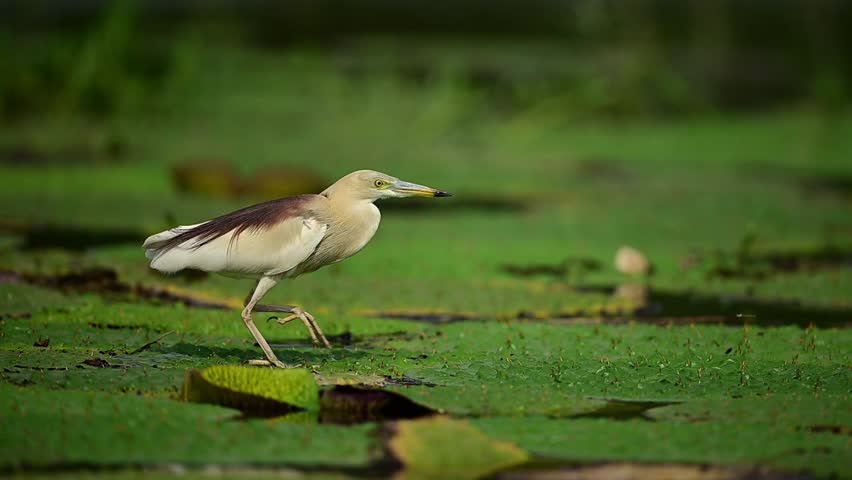 Natural history footage capturing the patient hunting behavior of an Indian Pond Heron as it stalks prey on floating pond leaves.