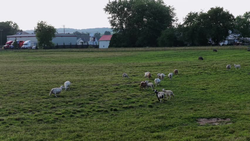 Sheep flock grazing farmland pasture, industrial building, semi trucks, farmhouses, red roof barn, trees lining rural field, countryside landscape, United States farm. Aerial drone view.