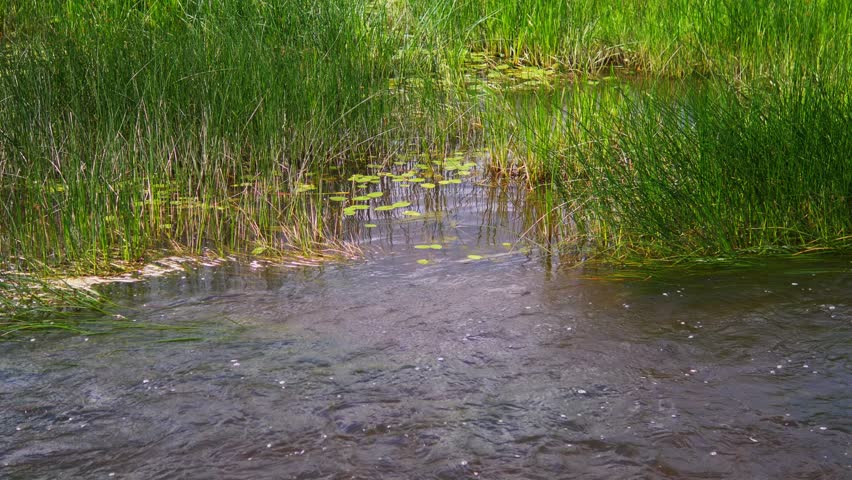 Flowing Freshwater Stream Through Green Reeds and Lily Pads in a Summer Wetland